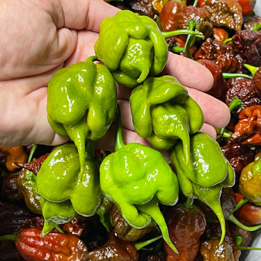Mustard Carolina Reaper - Seeds - The Pepper Pantry (Formerly Marie Sharp's)